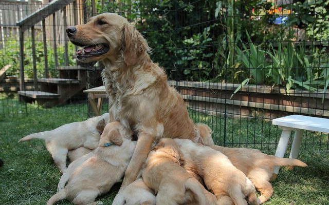 Una mamma cane con i suoi cuccioli (foto di repertorio)