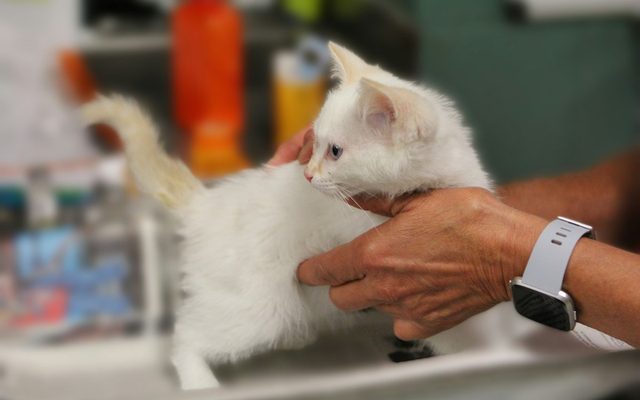 Un gattino tenuto in mano (foto di repertorio)